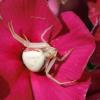 Misumena vatia
